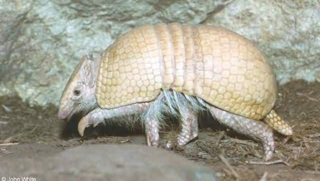 armadillo