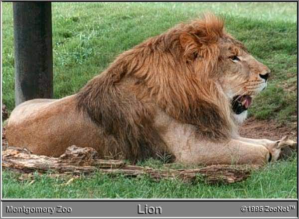aslan3