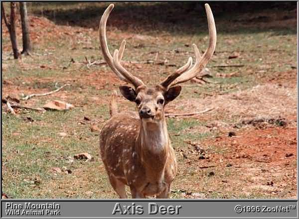 axisdeer