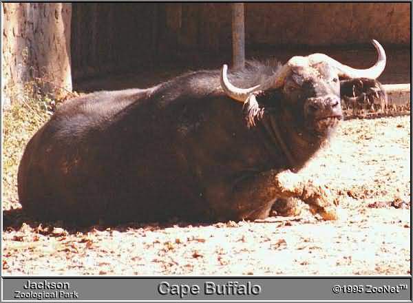 bufalo