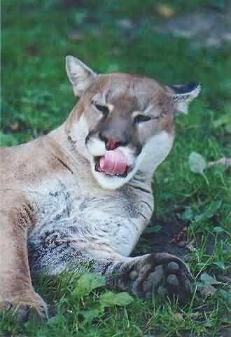 puma