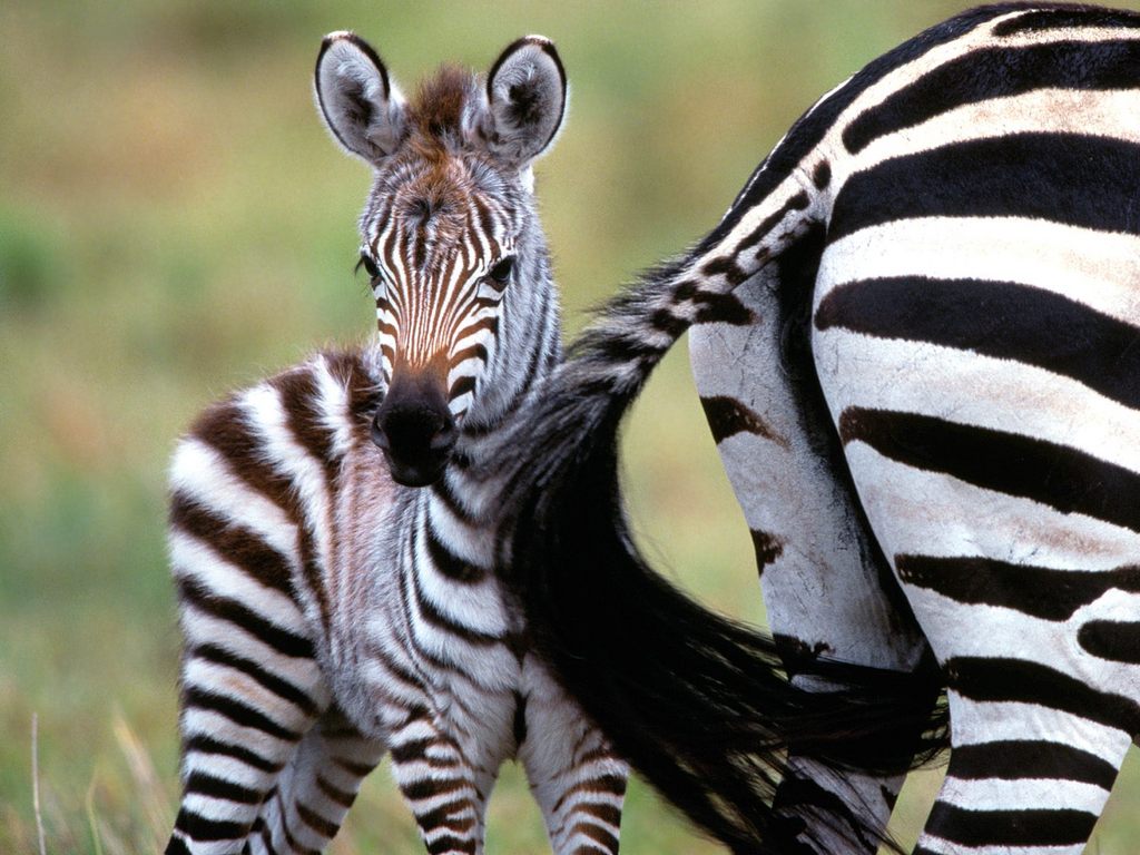 zebra