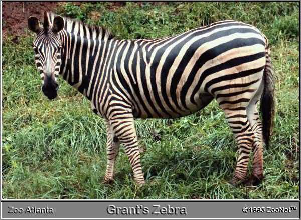 zebra1