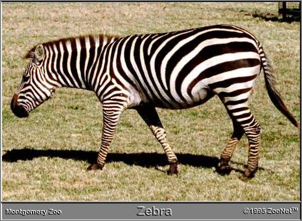 zebra2